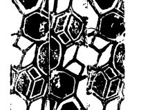 1_abeille-lino2