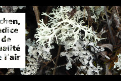 lichen-video-FB_Moment2