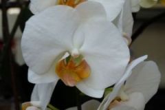 branche d'orchidées